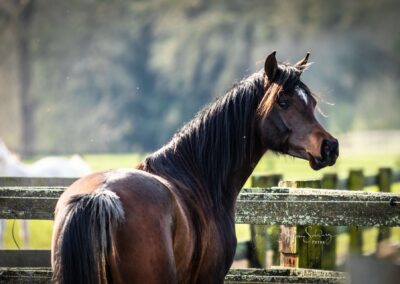 Pferd im Freien mit Blick auf die Natur, Fokus auf Schönheit und Eleganz.
